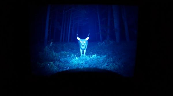 Top 5 caméras de vision nocturne pour surveiller les animaux
