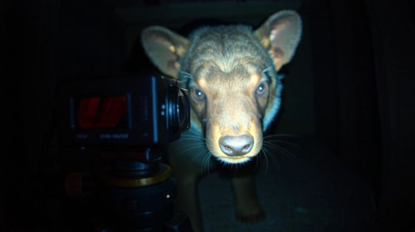 Top 5 caméras de vision nocturne pour surveiller les animaux